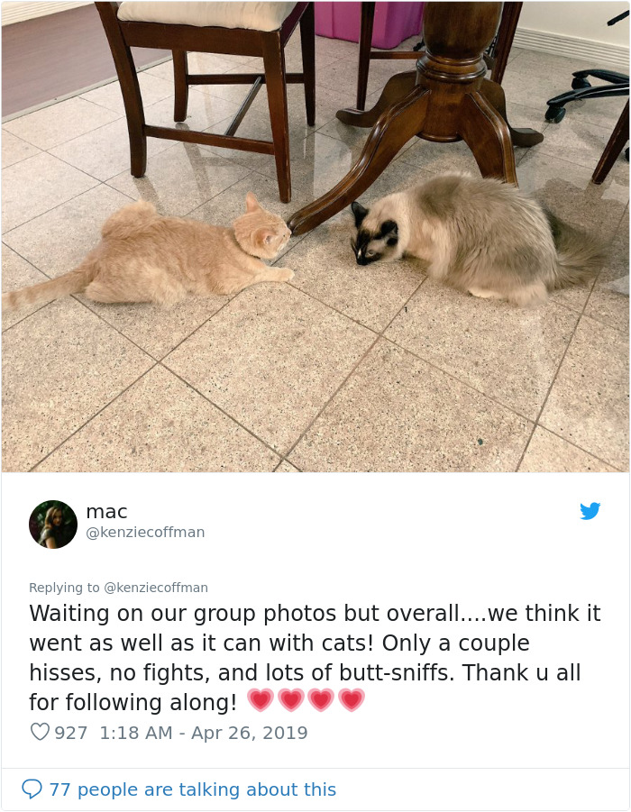 These Two Cats Fell In Love After Seeing Each Other Through Windows, Their Owners Make Sure They Get A Date