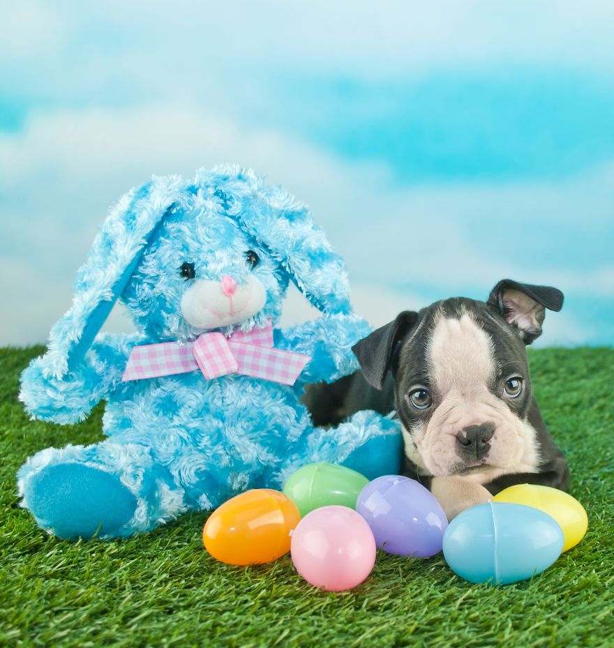 Love Dog Images To Celebrate Easter 2019