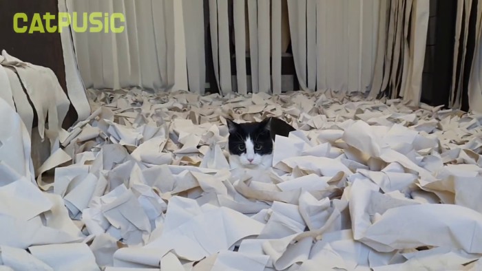 Video Of Cat Going Crazy In A Room Full Of Toilet Paper Goes Viral