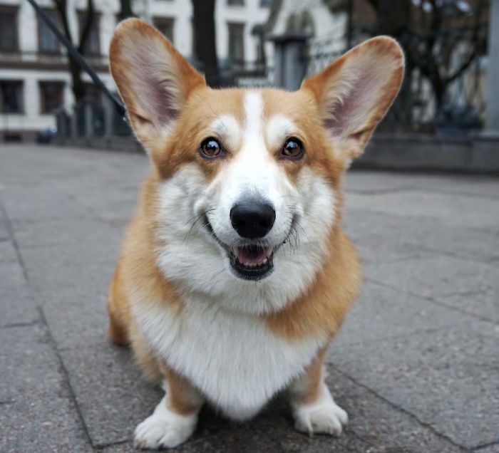 Lapinas (Fox), 5 Y/O, Corgi