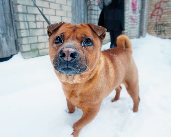 Betė (Beth), 8 Y/O, Chow Chow Mixed