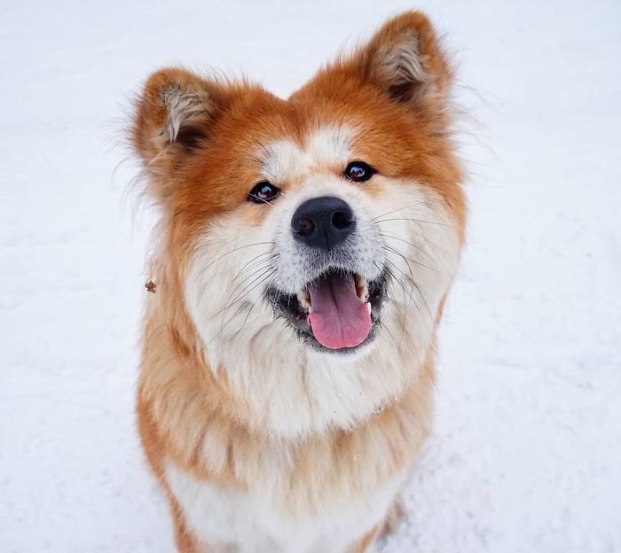 Arta, 2 Y/O, Akita Inu
