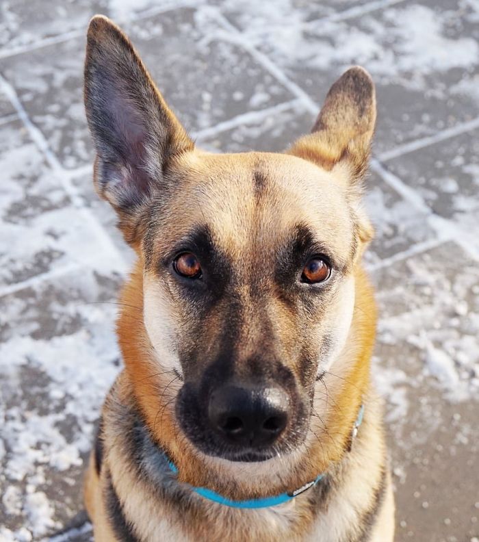 Tera, 4 Y/O, German Shepherd Mixed
