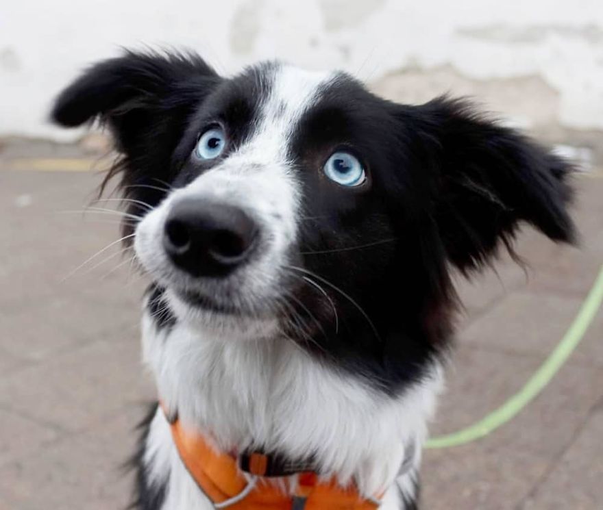 Flambė, 7-Month-Old, Border Collie