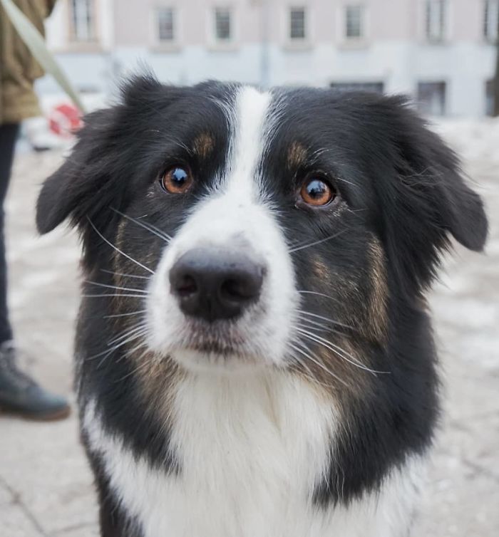 Beili, 2 Y/O, Australian Shepherd
