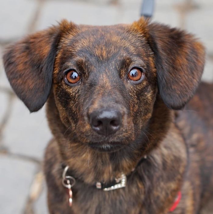 Luna, 7-Month-Old, Mixed