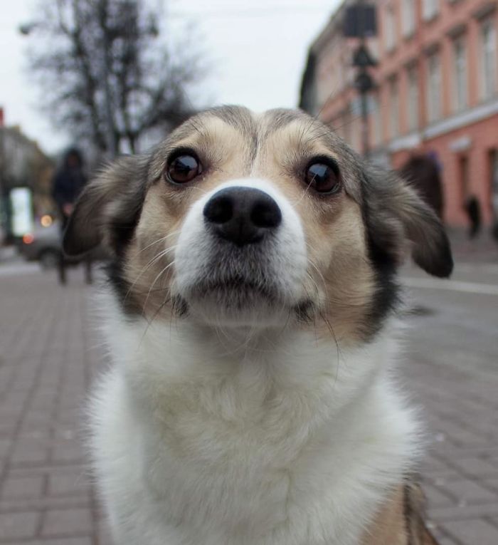 Kuosa (Jackdaw), 5 Y/O, Mixed Breed