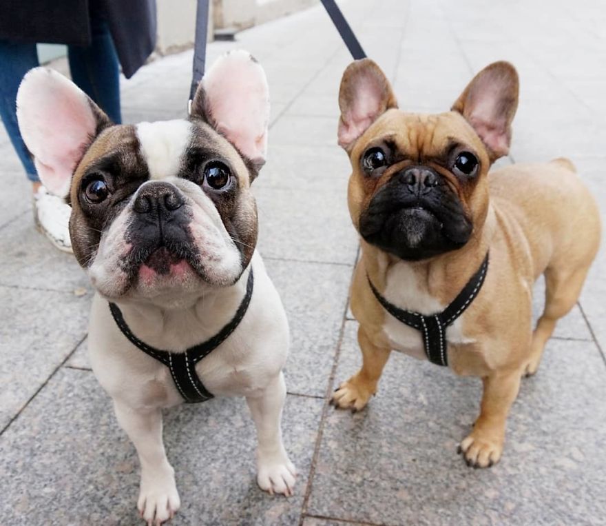 Two Sisters Tėja And Luna, 1.5 Y/O, French Bulldogs