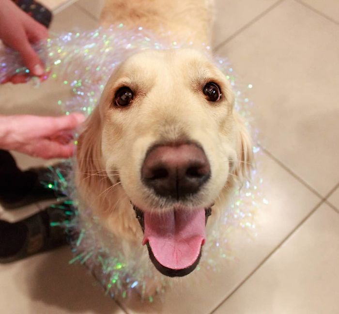 Sniegė (Snow), 1 Y/O, Golden Retriever