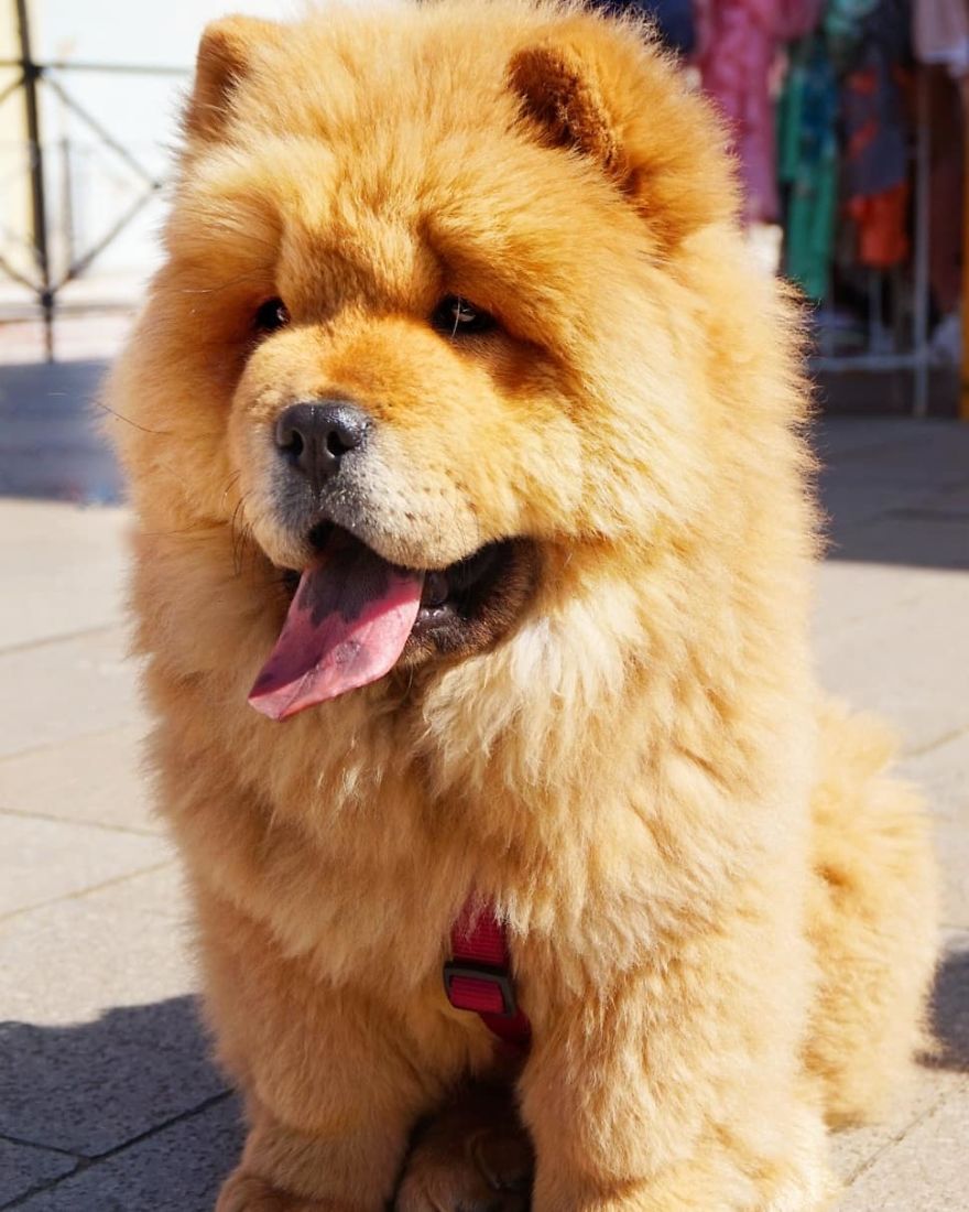 Hivi, 4-Month-Old, Chow Chow