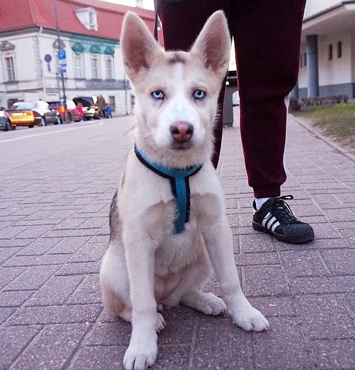 Aiga, 5-Month-Old, Husky