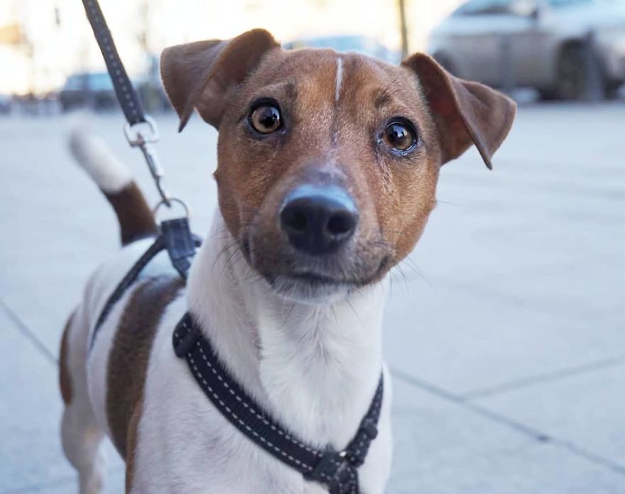 Sausis (January), 3 Y/O, Jack Russell Terrier