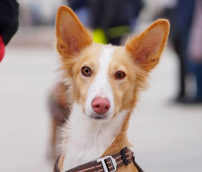 Kažu, 2 Y/O, Mixed Breed