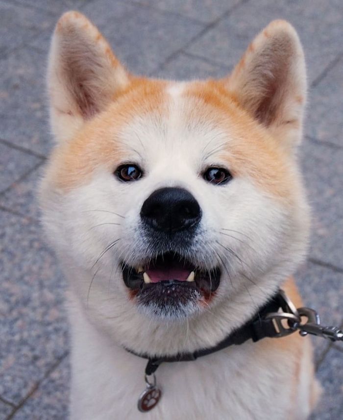 Rendžiro, 1 Y/O, Akita Inu