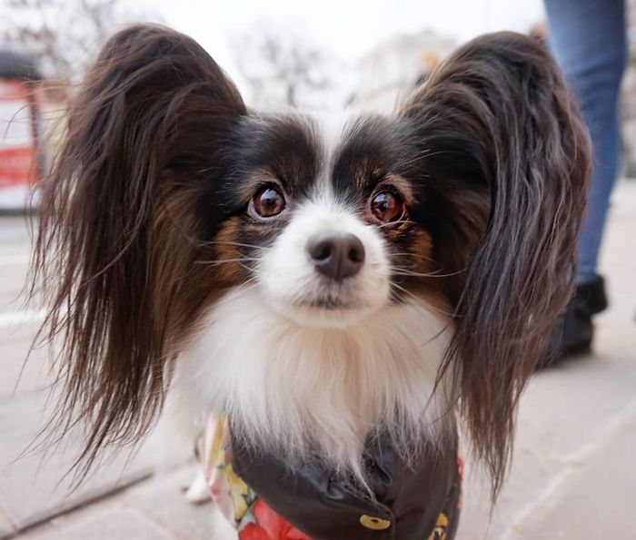 Mūza (Muse), 2 Y/O, Papillon Dog