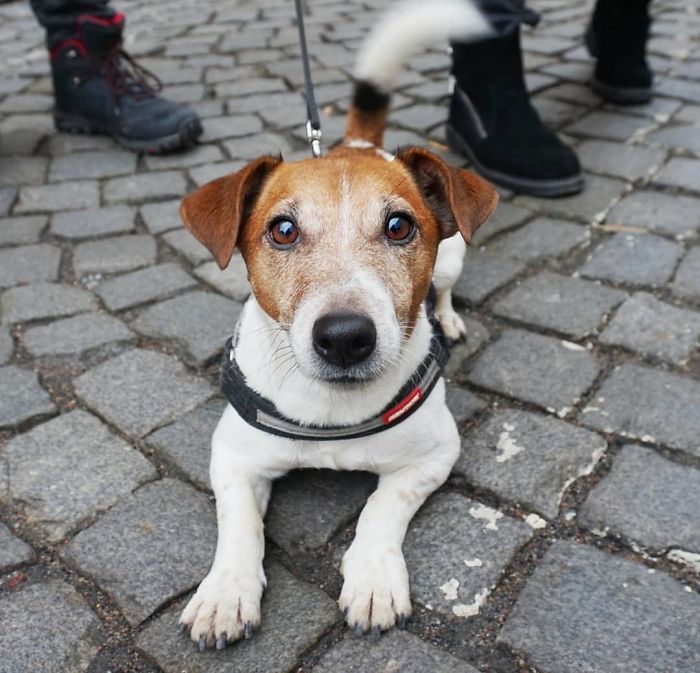 Artas, 5 Y/O, Jack Russell Terrier