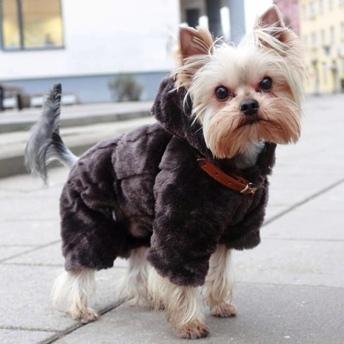 Kenzo, 4 Y/O, Yorkshire Terrier