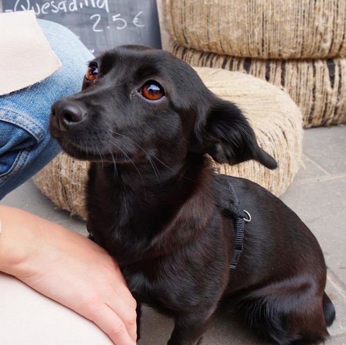 Smala (Tar), 1 Y/O, Mixed Breed