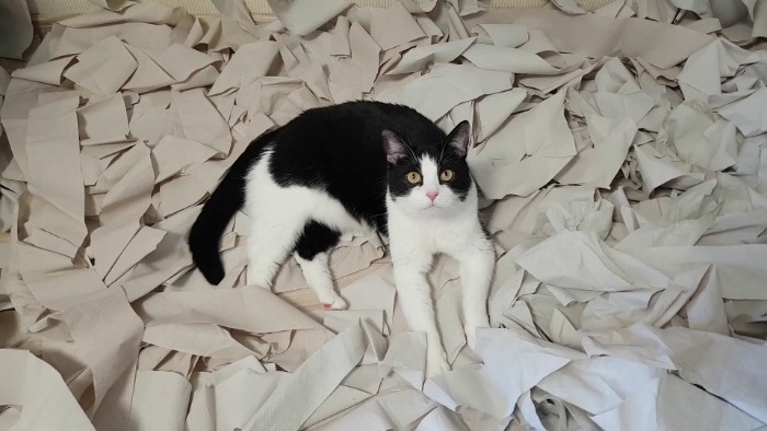 Video Of Cat Going Crazy In A Room Full Of Toilet Paper Goes Viral