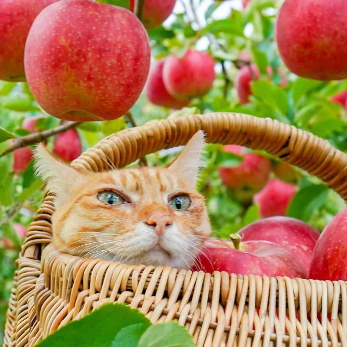 Orange cat resting in a basket among red apples during travels around Japan featured on Instagram purrfect posts.