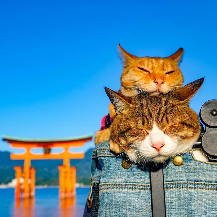 Two cats resting in a backpack with a torii gate in Japan, highlighting owner traveling with cats for purrfect Instagram content.
