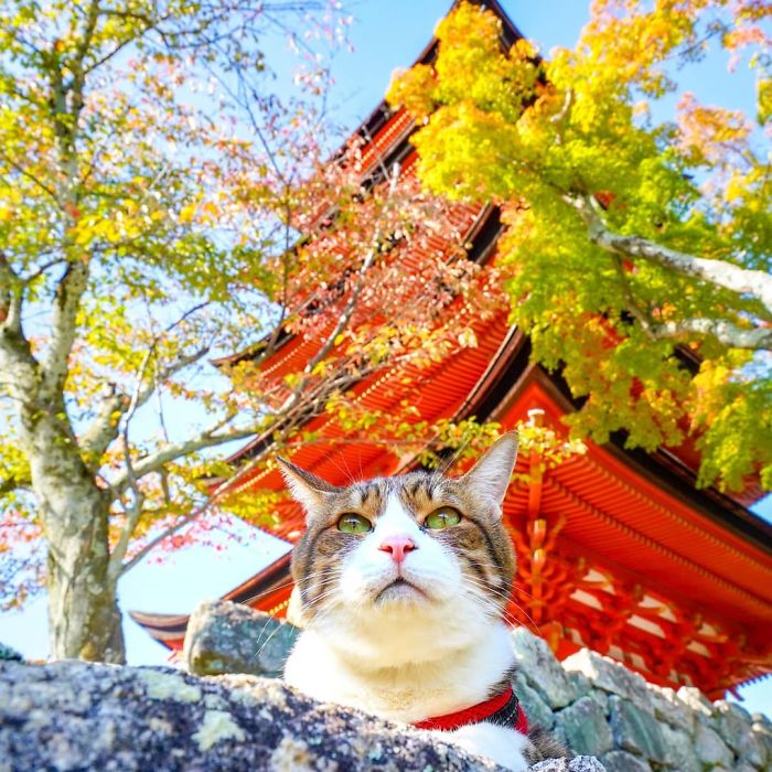 Cat posing in front of a vibrant Japanese pagoda during colorful autumn, featured in owner’s travel Instagram.