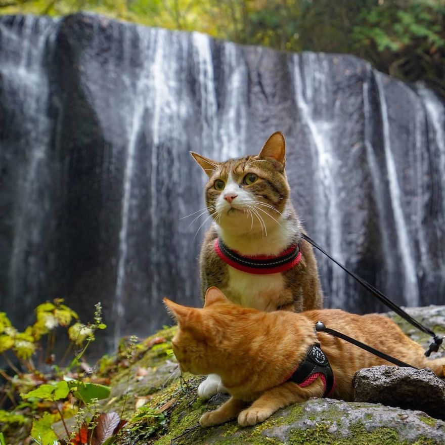 This Man Travels All Over Japan With His Two Kittens And The Images Of His Instagram Are Purrrfect