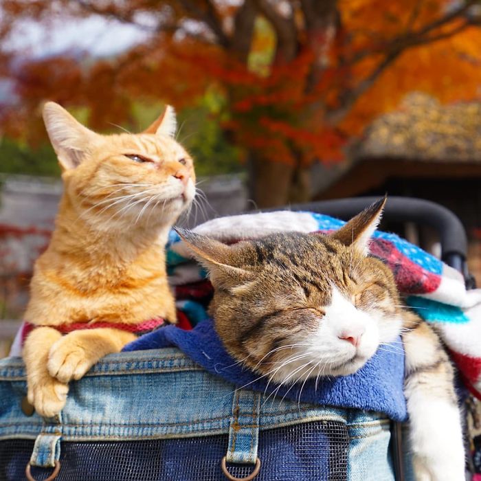 Two cats relaxing in a carrier during travels in Japan, showcasing the owner’s adventures with his pets.