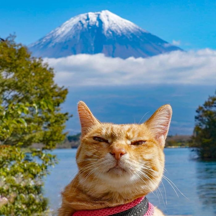 Orange cat wearing a harness poses with Mount Fuji in the background during travels around Japan for an Instagram photo.