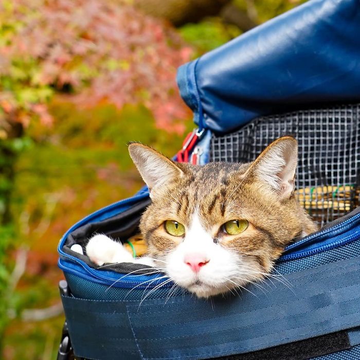 Tabby cat resting in a blue carrier during travels in Japan with owner sharing their journey on Instagram.