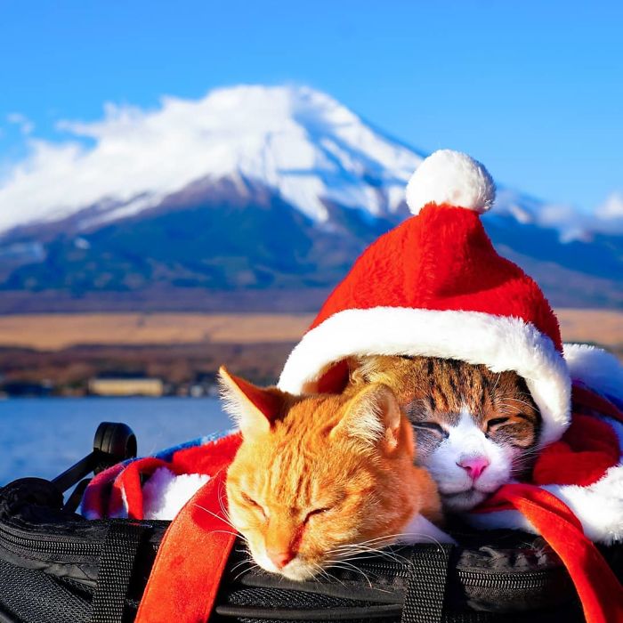 Two cats in Santa hats travel around Japan, posing peacefully with Mount Fuji in the background for a purrfect Instagram photo.