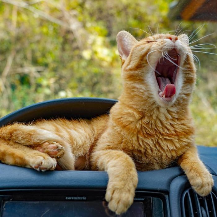 Ginger cat yawning while relaxing on a car dashboard during travels around Japan with its owner and fellow cat.