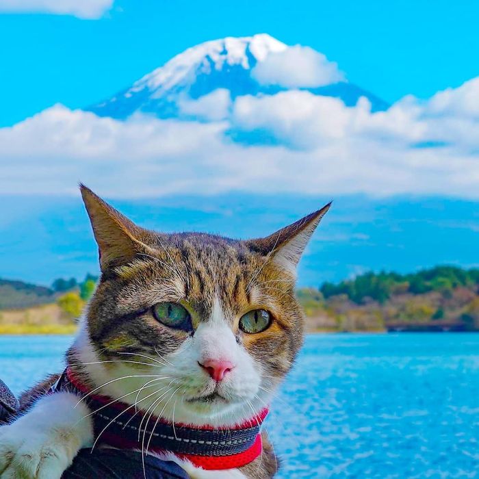 Cat with harness by a lake with Mount Fuji in the background, capturing owner traveling with cats in Japan.