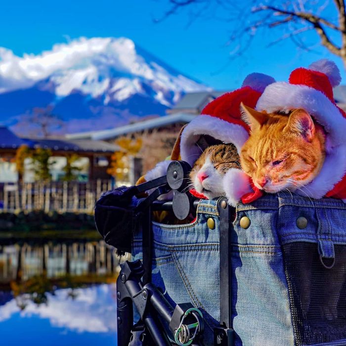 Two cats wearing Santa hats in a stroller during travels around Japan, capturing adorable pet moments and owner adventures.