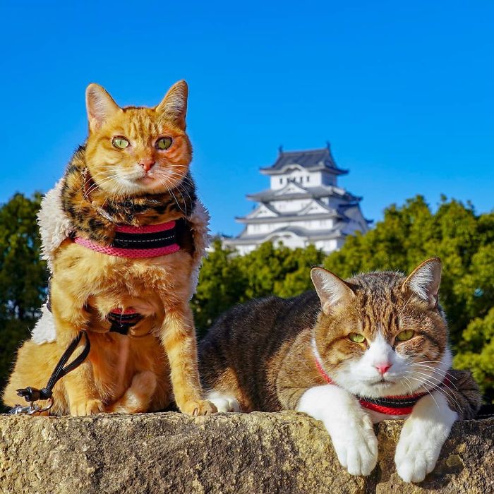 Two cats on a stone ledge with a Japanese castle in the background during their travels around Japan.