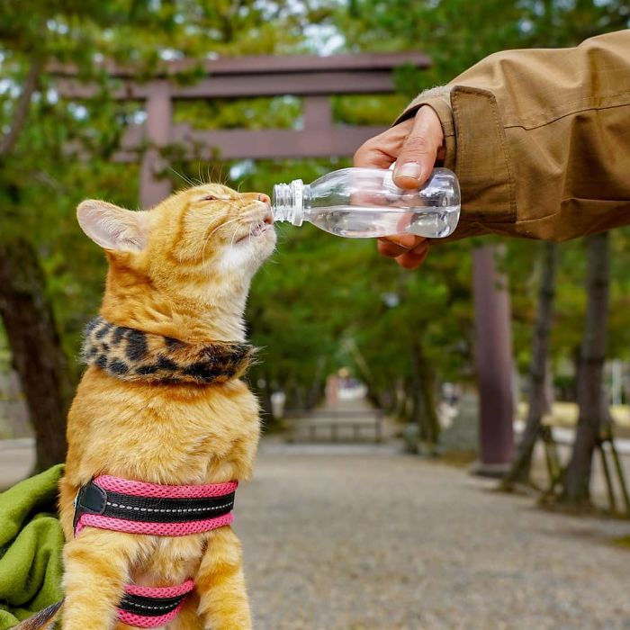 Orange cat wearing a harness being given water from a bottle during travels in Japan with owner and Instagram moments.