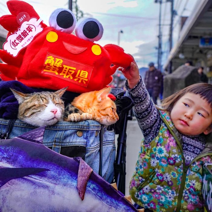 Two cats in a stroller with a crab hat, accompanied by a child during travels around Japan.