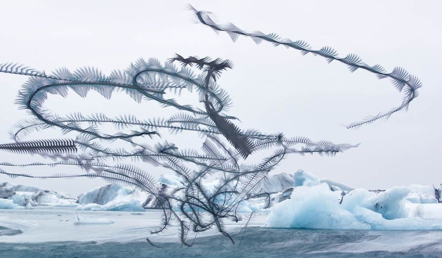 10 Stunning Photos That Capture The Flight Patterns Of Birds By Xavi Bou