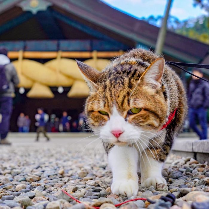 Close-up of a cat on a leash exploring a travel destination in Japan, featured on a popular cat travel Instagram.