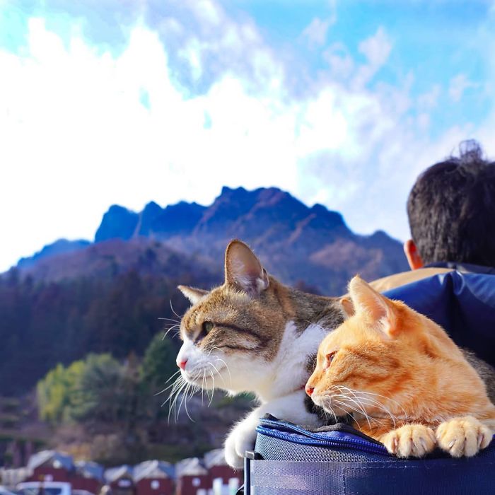 Two cats traveling around Japan with their owner, enjoying scenic mountain views on their adventure.