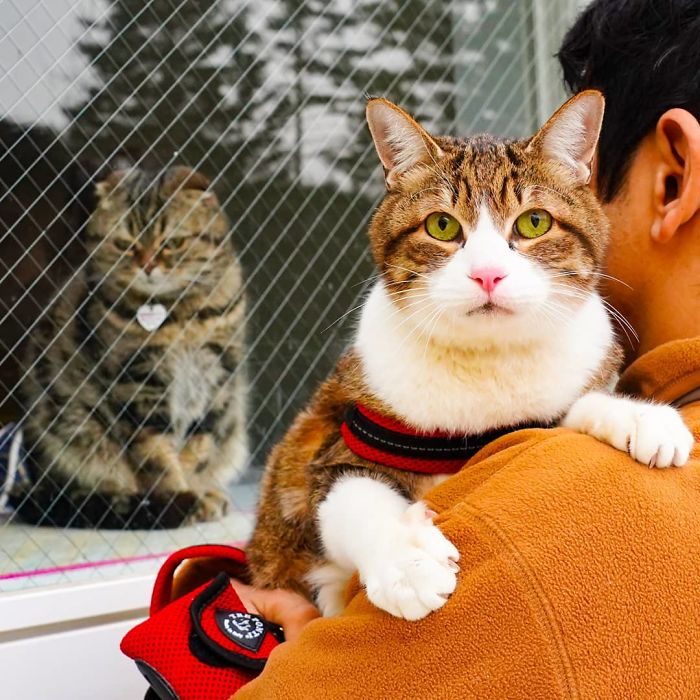 Man holding a cat wearing a harness while another cat looks through a window, showcasing cats traveling in Japan.