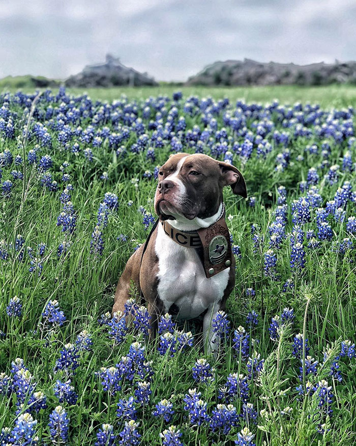 Texas Bluebonnet Challenge Has Police Officers Frolicking In Meadows (40 Pics)