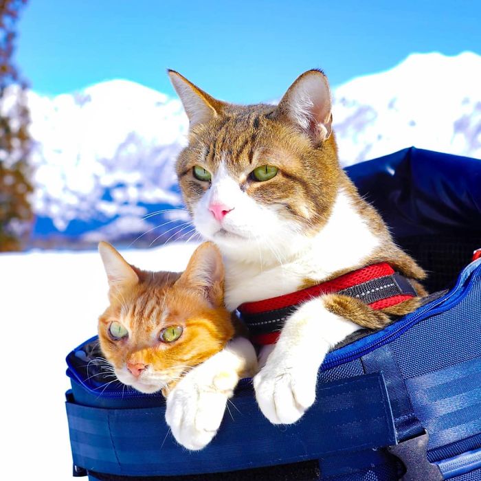 Two cats in a backpack enjoying travels around Japan with their owner in a snowy mountain setting.