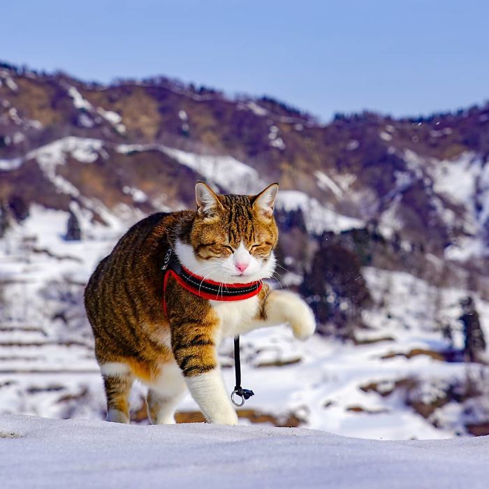 Cat wearing a harness exploring snowy mountains in Japan during travels with its owner, showcasing travel cats on Instagram.