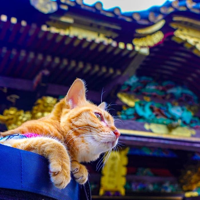 Orange cat exploring Japan on travels with its owner, showcasing purrfect moments for their popular Instagram account.