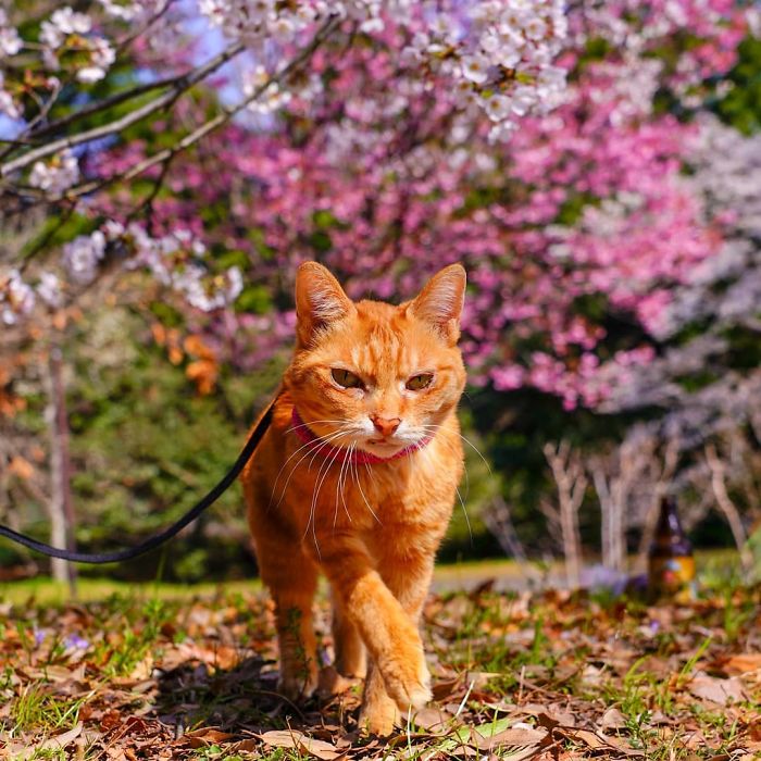 Orange cat on a leash exploring nature with cherry blossoms, part of owner’s travels with cats around Japan.