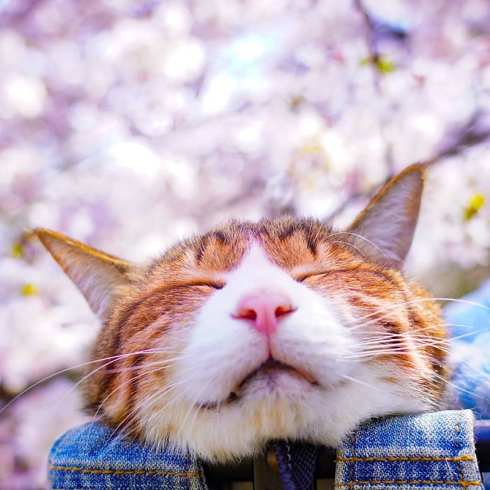 Close-up of a relaxed cat enjoying travels in Japan, highlighting owner and cats adventures on Instagram.