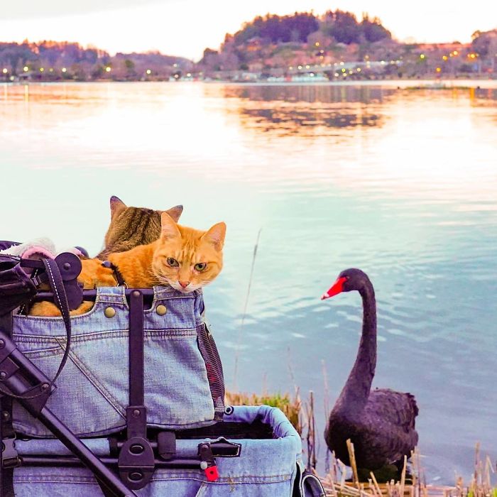 Two cats travel in a stroller by a lake in Japan, with a black swan nearby, showcasing travel adventures with cats.