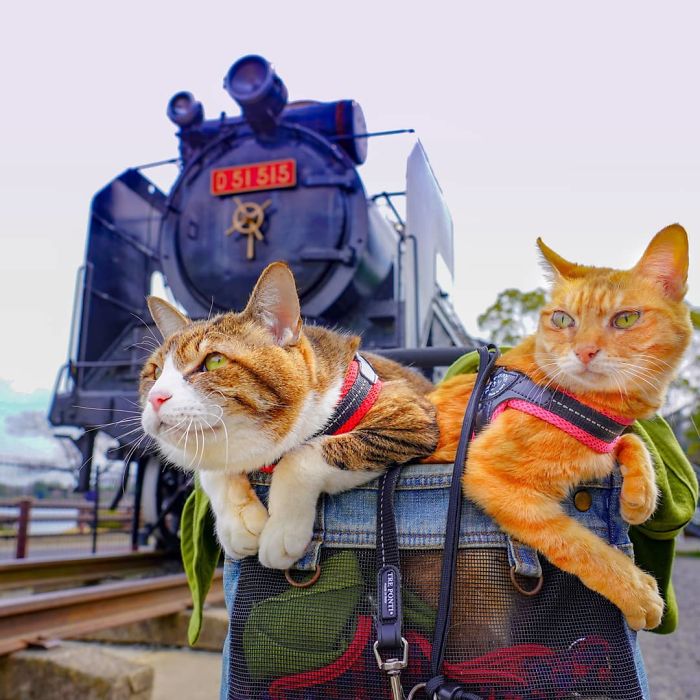 Two cats wearing harnesses in a carrier with a vintage Japanese train, highlighting travel adventures with owner around Japan.
