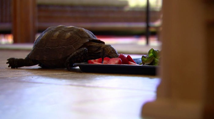 Woman Received A Pet Tortoise For Her 10th Birthday And They've Been Together For 56 Years